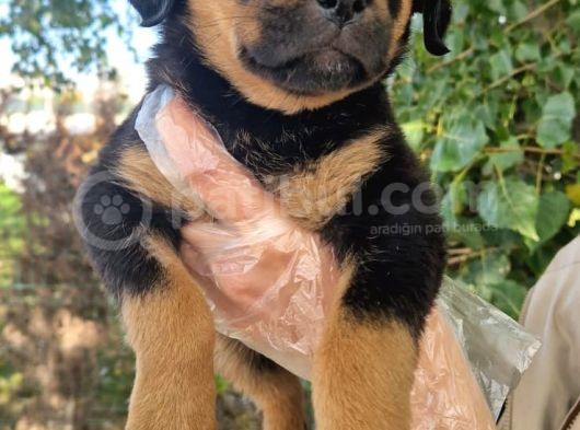Yavru Rottweiler Show Kalite