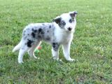 Özel Renk Blue Merle Border Colli̇e