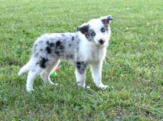 Özel Renk Blue Merle Border Colli̇e görsel
