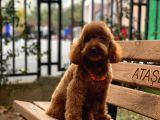 Toypoodle Redbrown Erkek Köpeğimiz
