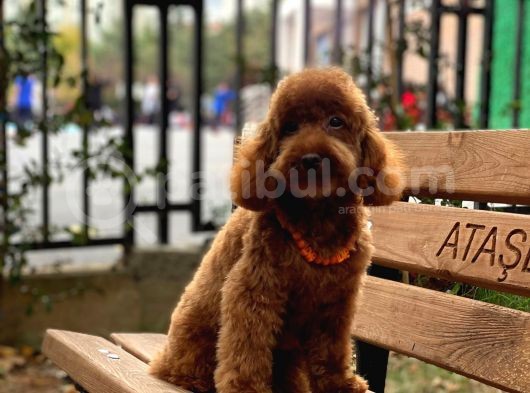 Toypoodle Redbrown Erkek Köpeğimiz görsel