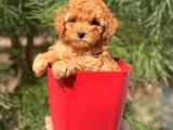 DİŞİ ERKEK TÜM RENKLERDE TOY POODLE BEBEKLERİMİZ