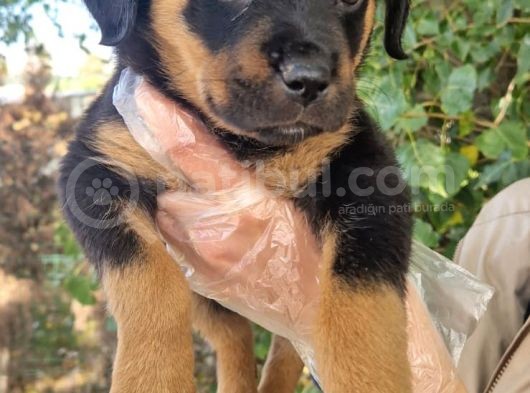 Yavru Rottweiler Show Kalite görsel