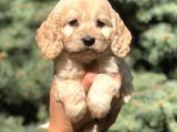 Otjinal Maltıpoo