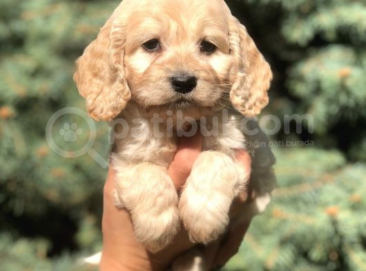 Otjinal Maltıpoo görsel