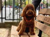 Toypoodle Redbrown Erkek Köpeğimiz