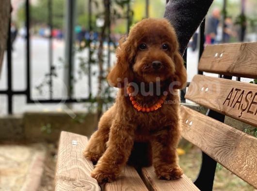 Toypoodle Redbrown Erkek Köpeğimiz görsel