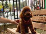 Toypoodle Redbrown Erkek Köpeğimiz