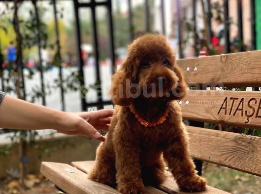 Toypoodle Redbrown Erkek Köpeğimiz görsel