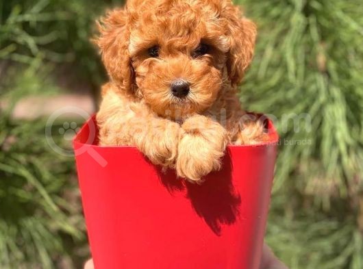 Di̇şi̇ Erkek Tüm Renklerde Toy Poodle Bebekleri̇mi̇z görsel