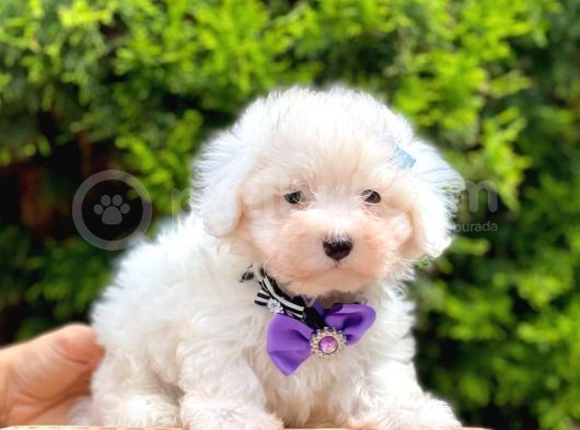 Sevimli Maltese Terrier görsel