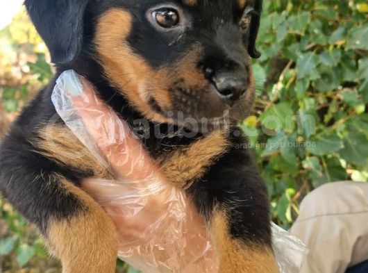 Yavru Rottweiler Show Kalite görsel