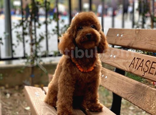 Toypoodle Redbrown Erkek Köpeğimiz