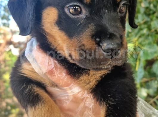 Yavru Rottweiler Show Kalite görsel