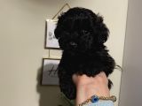 Siyah Toypoodle Bebeklerimiz 