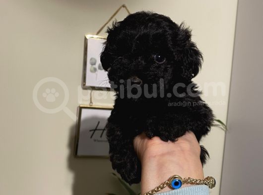 Siyah Toypoodle Bebeklerimiz  görsel