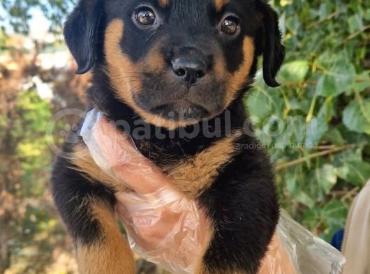 Yavru Rottweiler Show Kalite görsel