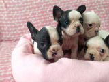 Mükemmel Kalite French Bulldog Yavrular