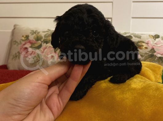 Siyah Toypoodle Bebeklerimiz 