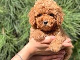 Di̇şi̇ Erkek Tüm Renklerde Toy Poodle Bebekleri̇mi̇z