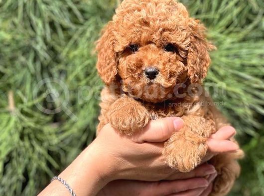 Di̇şi̇ Erkek Tüm Renklerde Toy Poodle Bebekleri̇mi̇z görsel