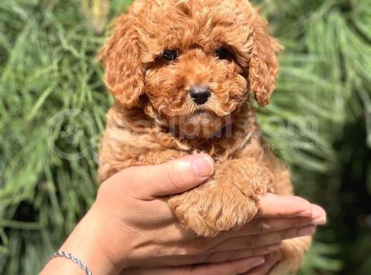 Di̇şi̇ Erkek Tüm Renklerde Toy Poodle Bebekleri̇mi̇z görsel