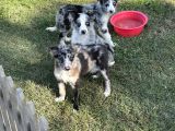 Özel Renk Blue Merle Border Colli̇e