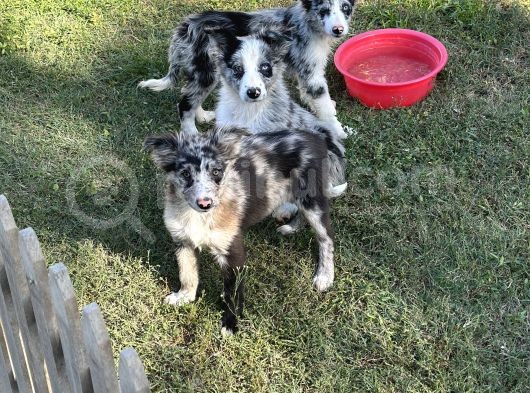 Özel Renk Blue Merle Border Colli̇e görsel