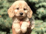 Otjinal Maltıpoo