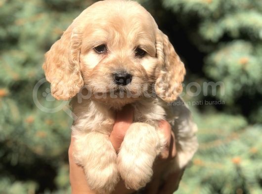 Otjinal Maltıpoo görsel