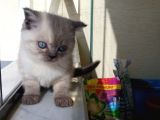 Deniz Gözlü British Shorthair Lynx Point Kızım