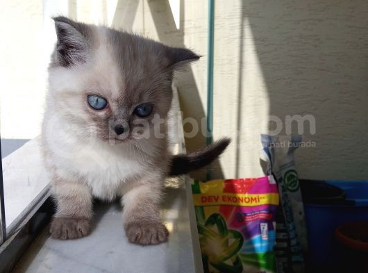 Deniz Gözlü British Shorthair Lynx Point Kızım görsel