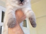 Deniz Gözlü British Shorthair Lynx Point Kızım