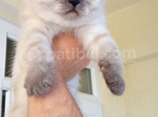 Deniz Gözlü British Shorthair Lynx Point Kızım