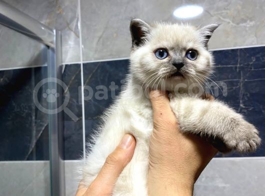 Deniz Gözlü British Shorthair Lynx Point Kızım görsel