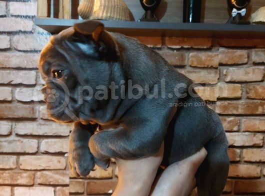 Muhteşem Frenç Blue Bebekler görsel