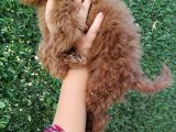 Teacup Toy Yavrularimiz Sağlık Irk Garantili