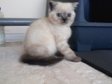 Deniz Gözlü British Shorthair Lynx Point Kızım
