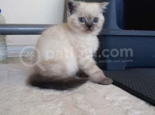 Deniz Gözlü British Shorthair Lynx Point Kızım görsel
