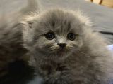 Birbirinden Tatlı Scottish Fold Yavrularımız 3 Aylık