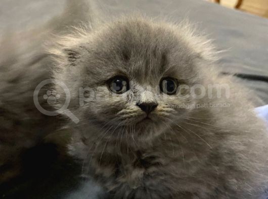 Birbirinden Tatlı Scottish Fold Yavrularımız 3 Aylık görsel