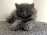 Birbirinden Tatlı Scottish Fold Yavrularımız 3 Aylık