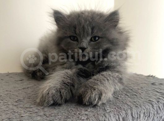 Birbirinden Tatlı Scottish Fold Yavrularımız 3 Aylık görsel