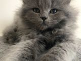 Birbirinden Tatlı Scottish Fold Yavrularımız 3 Aylık