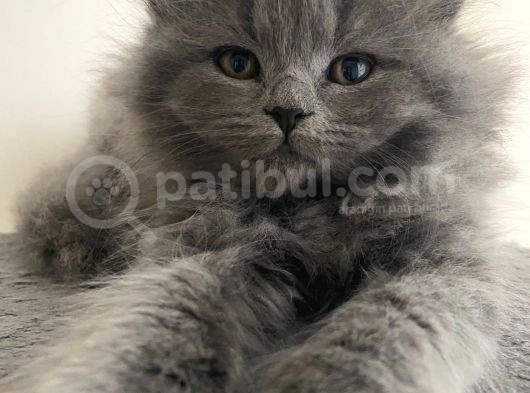 Birbirinden Tatlı Scottish Fold Yavrularımız 3 Aylık görsel