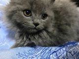 Birbirinden Tatlı Scottish Fold Yavrularımız 3 Aylık