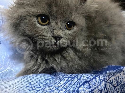 Birbirinden Tatlı Scottish Fold Yavrularımız 3 Aylık