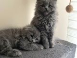 Birbirinden Tatlı Scottish Fold Yavrularımız 3 Aylık