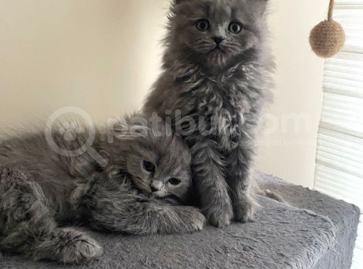 Birbirinden Tatlı Scottish Fold Yavrularımız 3 Aylık görsel
