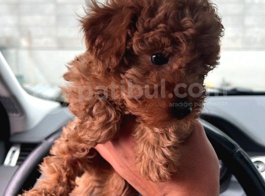 2 Aylik Ti̇ny Zero Toy Poodle Büyümeyen